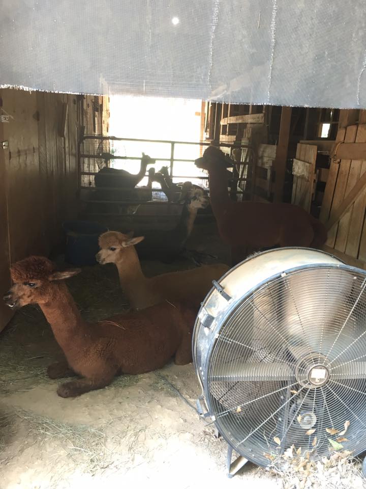 alpaca farm tour christie dedman 1